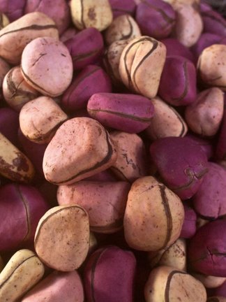 Kola Nuts