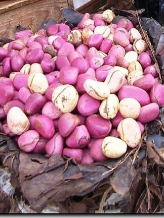 Kola Nuts