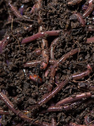 Vermicompost