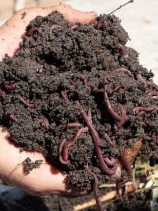 Vermicompost