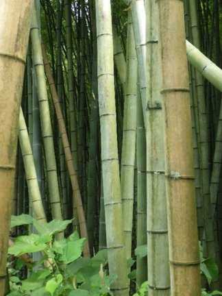 Bamboo